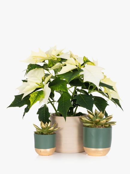 The Little Botanical White Poinsettia Plant Set, Multi