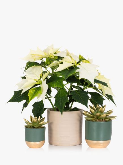 The Little Botanical White Poinsettia Plant Set - view 2, Multi