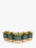 The Little Botanical Christmas Table Mirandas Plant Set