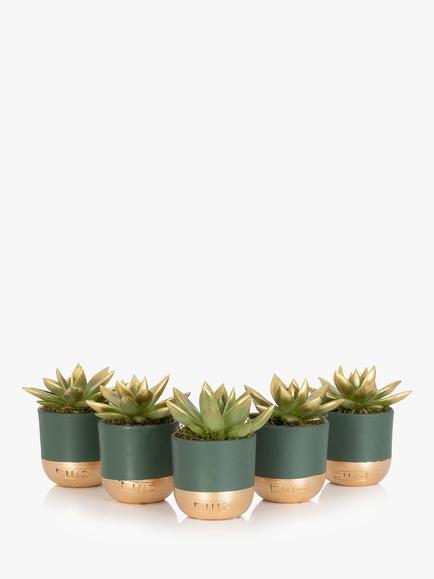 The Little Botanical Christmas Table Mirandas Plant Set, Multi