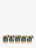 The Little Botanical Christmas Table Mirandas Plant Set