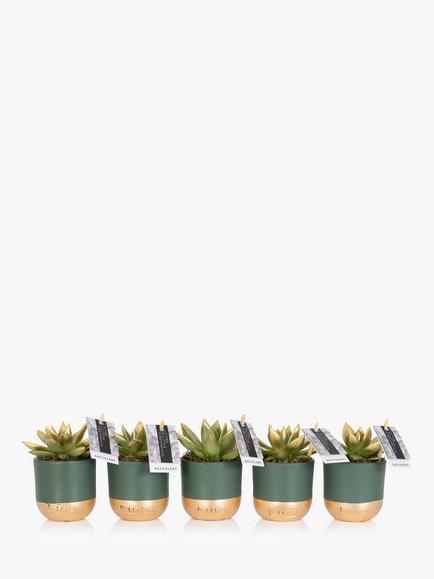 The Little Botanical Christmas Table Mirandas Plant Set - view 2, Multi
