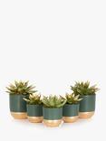 The Little Botanical Christmas Succulent Plant Set