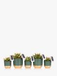 The Little Botanical Christmas Succulent Plant Set