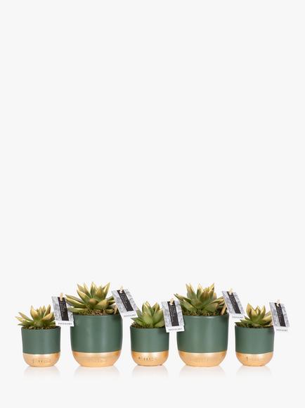The Little Botanical Christmas Succulent Plant Set - view 2, Multi