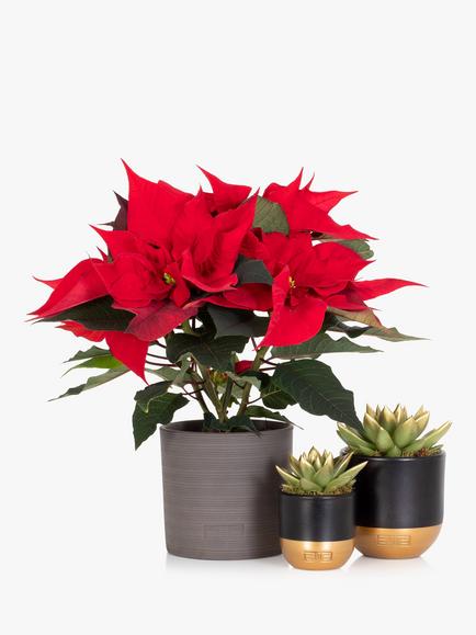 The Little Botanical Red Poinsettia Plant Set, Multi