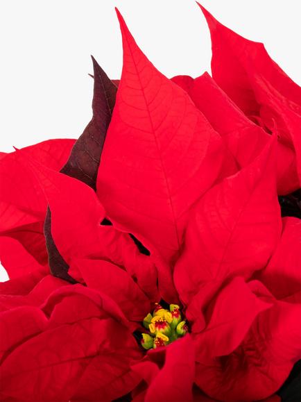 The Little Botanical Red Poinsettia Plant Set - view 2, Multi