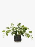 John Lewis Artificial Golden Pothos Plant in Black Pot