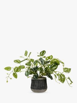 John Lewis Artificial Golden Pothos Plant in Black Pot, 