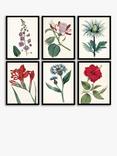 John Lewis 'Garden Botanicals' Framed Prints, Set of 6, 42 x 32cm, Multi