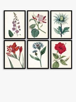 John Lewis 'Garden Botanicals' Framed Prints, Set of 6, 42 x 32cm, Multi, Multi