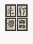 John Lewis Karl Blossfeldt 'Botanicals' Framed Prints, Set of 4, 37 x 31cm, Grey