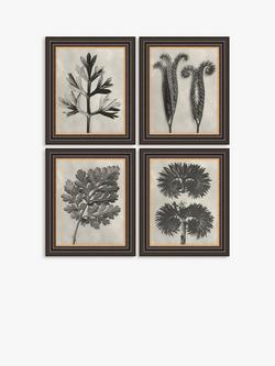 John Lewis Karl Blossfeldt 'Botanicals' Framed Prints, Set of 4, 37 x 31cm, Grey, Grey