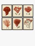 John Lewis 'Red Coral' Framed Print & Mount, Set of 6, 32 x 26cm, Red