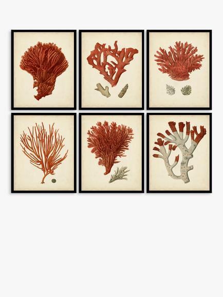 John Lewis 'Red Coral' Framed Print & Mount, Set of 6, 32 x 26cm, Red, Red