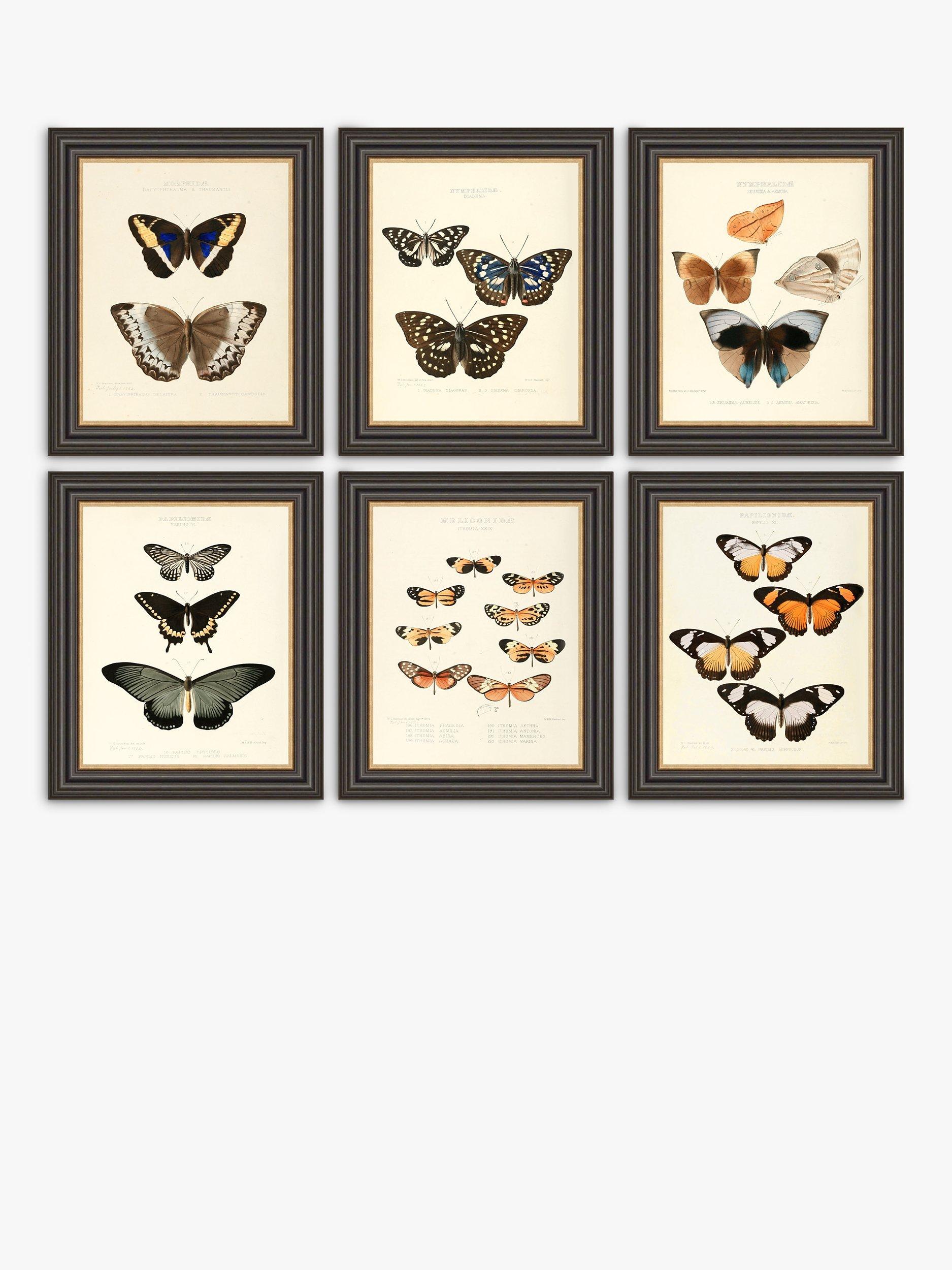 Butterflies Framed Prints, Set of 6, 37 x 31cm, Multi
