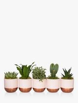 The Little Botanical Pink Shelfie Plants