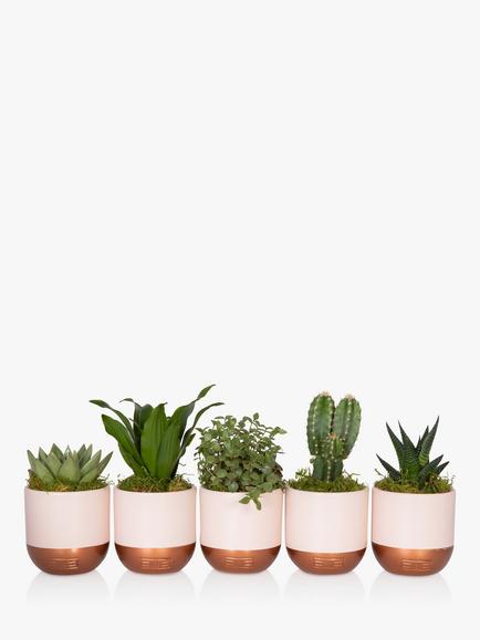 The Little Botanical Pink Shelfie Plants, Multi