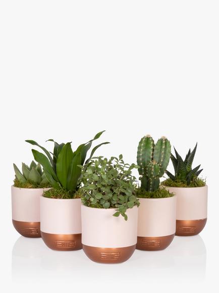 The Little Botanical Pink Shelfie Plants - view 2, Multi