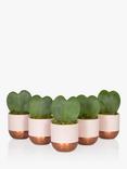 The Little Botanical Bundle of Hearts Succulent Plants