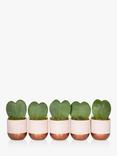 The Little Botanical Bundle of Hearts Succulent Plants