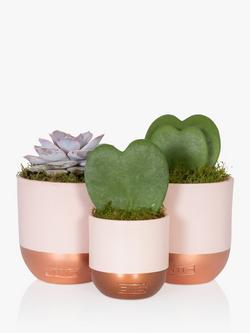 The Little Botanical Love Heart Succulent Plants, Multi