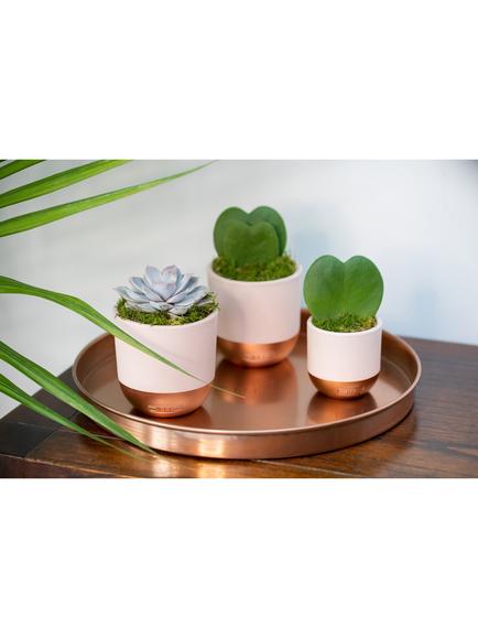 The Little Botanical Love Heart Succulent Plants - view 2, Multi
