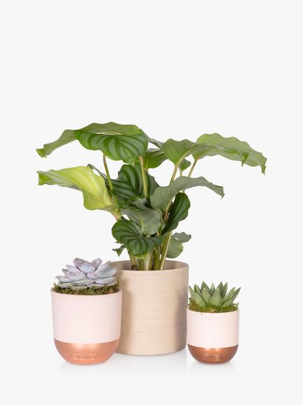 The Little Botanical Calathea & Succulent Plants, Multi