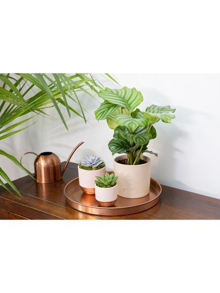 The Little Botanical Calathea & Succulent Plants - view 2, Multi