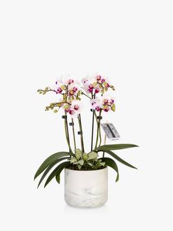 The Little Botanical Marble Orchid & Greenery Planter, Multi