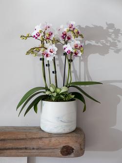 The Little Botanical Marble Orchid & Greenery Planter - view 2, Multi