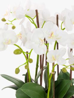 Floralsilk Artificial White Orchid in Clay Pot - view 2, 