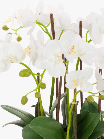 Floralsilk Artificial White Orchid in Clay Pot - view 2, 