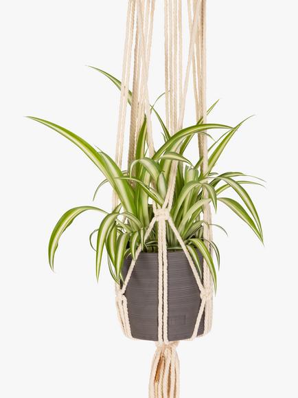The Little Botanical Macrame & Trailing Plant Set - view 2, Multi