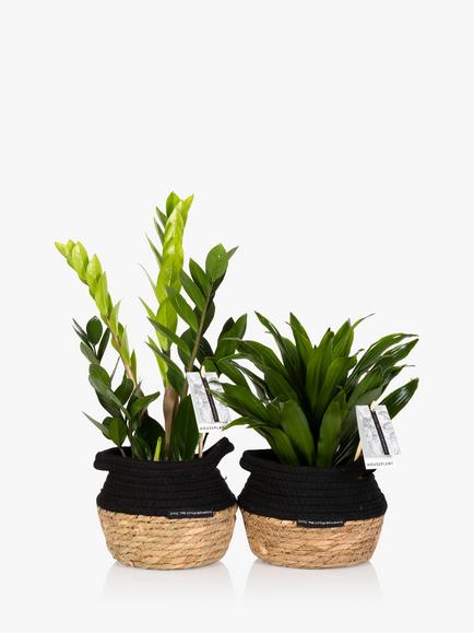 The Little Botanical Easy Care Plant Basket, Multi