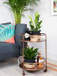 The Little Botanical Easy Care Plant Basket