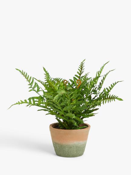John Lewis Artificial Fern Bush in Terracotta Pot, Multi Multi