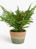 John Lewis Artificial Fern Bush in Terracotta Pot