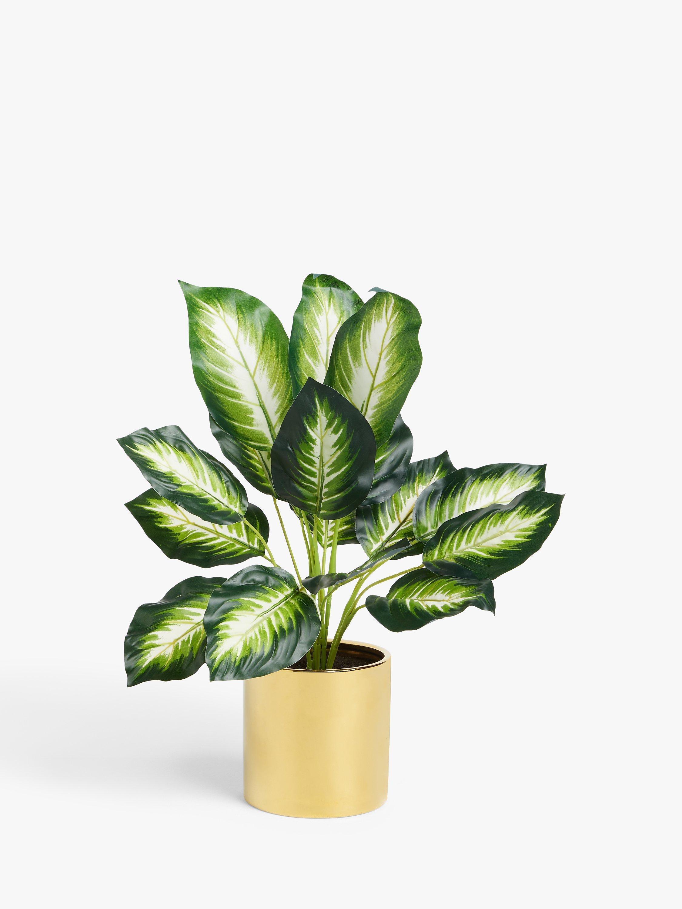 John Lewis Artificial Evergreen Calathea