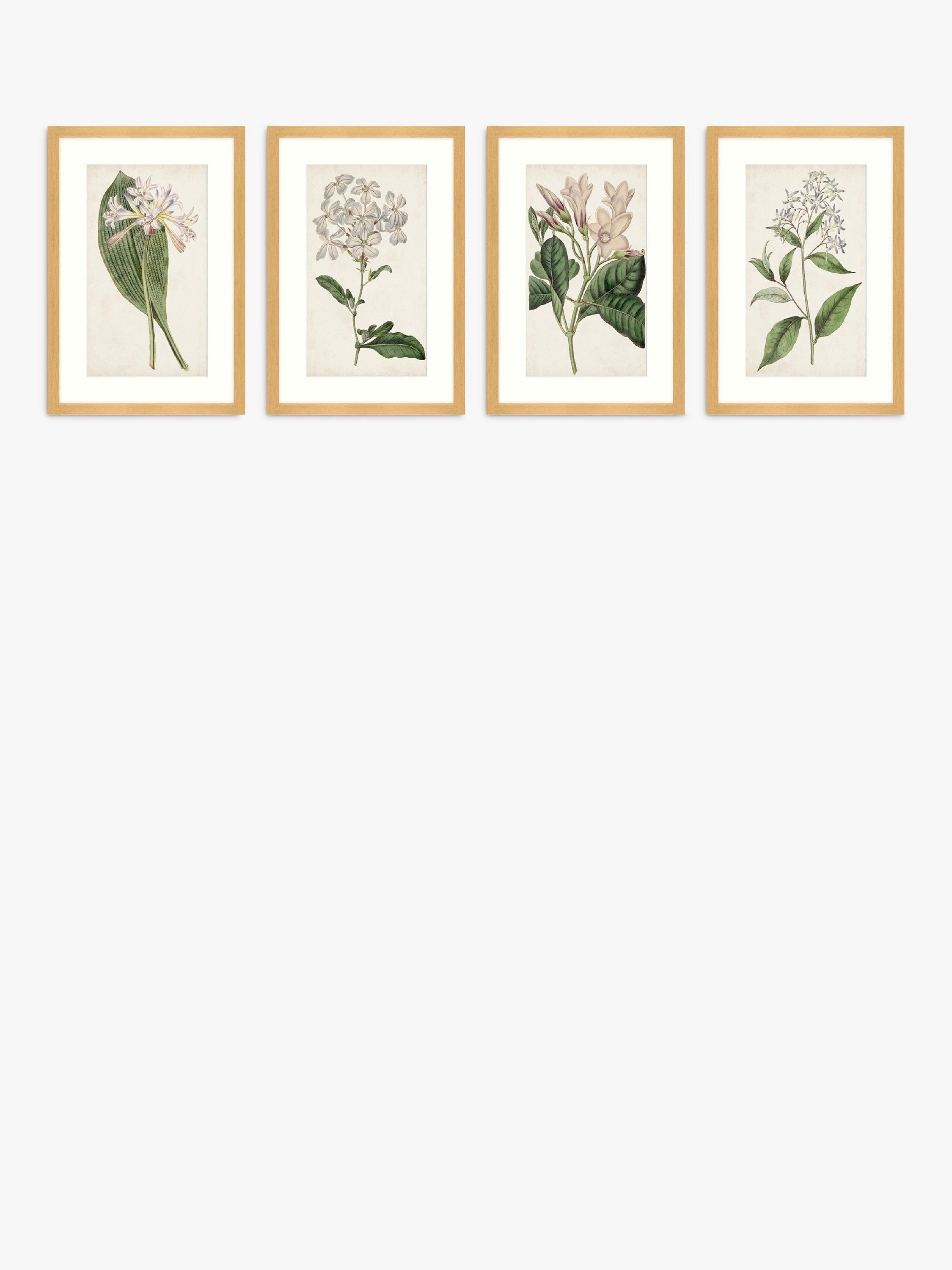 John Lewis Antique Botanicals Framed Print & Mount, Set of 4, 63.5 x 43.5cm, Green/Multi