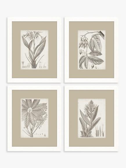 John Lewis Vision Studio 'Sepia Exotic Plants' Framed Print, Set of 4, 57 x 47cm, Neutral, Neutral