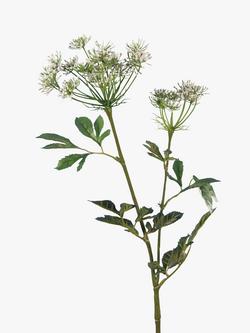 Floralsilk Artificial Bishops Flower, Multi