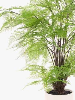 Floralsilk Artificial Fern in Cement Pot - view 2, Multi