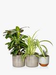 The Little Botanical Pet Lovers Plant Bundle