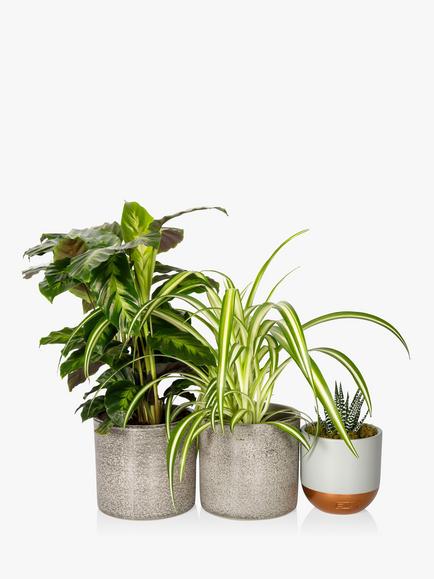 The Little Botanical Pet Lovers Plant Bundle, Multi