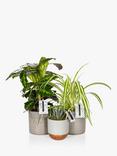 The Little Botanical Pet Lovers Plant Bundle