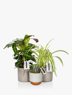 The Little Botanical Pet Lovers Plant Bundle - view 2, Multi