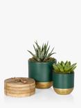 The Little Botanical Succulent Duo & Coaster Set