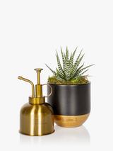 The Little Botanical Gold Mister & Plant Set