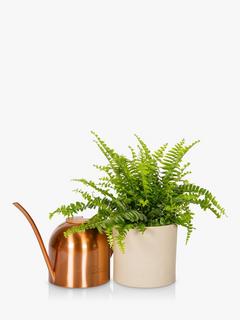 The Little Botanical Medium Watering Can & Fern